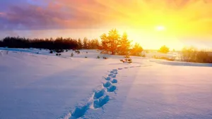 唯美雪景雪地桌面壁纸_4