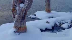 内蒙古阿尔山国家森林公园雪景_4