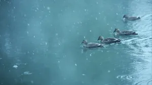 杭州西湖雪花纷飞美景_5