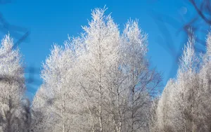 仙境般雾凇图片风景壁纸_6