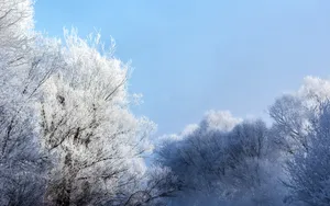 仙境般雾凇图片风景壁纸_8