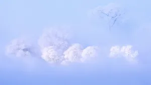 唯美朦胧雾凇图片壁纸_3