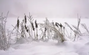高清雪景图片大全_11