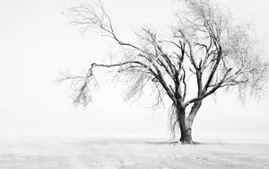 雪景千里冰封图片_2