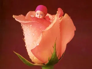 Anne宝贝 第六辑