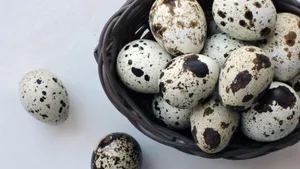 营养丰富的鹌鹑蛋图片高清_8