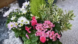 高清插花图片大全_5