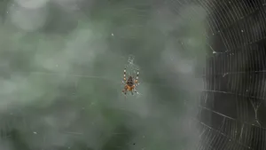 蜘蛛网图片_5