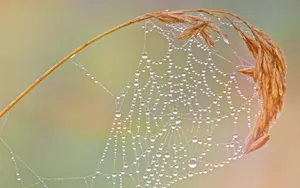雨后蜘蛛网图片_1