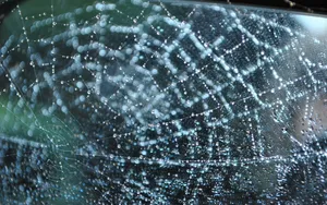 雨后蜘蛛网图片_5