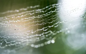 雨后蜘蛛网图片_7