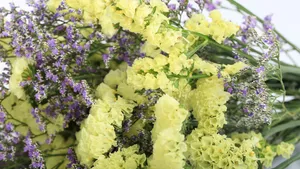 紫色干花花束图片_3
