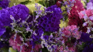 紫色干花花束图片_5
