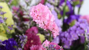 紫色干花花束图片_7