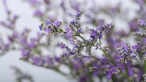 紫色干花花束图片_8