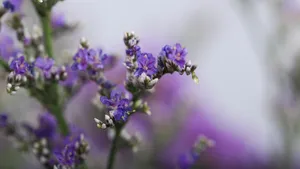 紫色干花花束图片_9