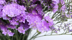 紫色干花花束图片_10