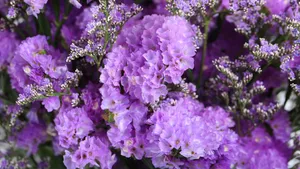 紫色干花花束图片_11