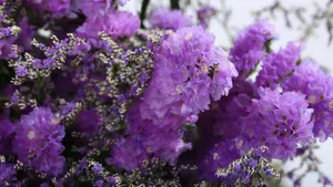 紫色干花花束图片_12