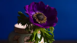 精美室内花瓶鲜花图片_2