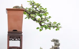 绿色观赏植物盆栽图片