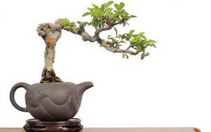 绿色观赏植物盆栽图片_2