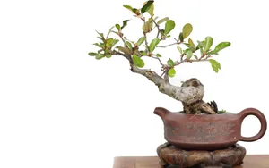 绿色观赏植物盆栽图片_3