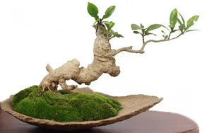 绿色观赏植物盆栽图片_4