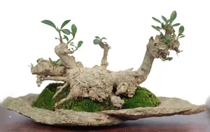 绿色观赏植物盆栽图片_5