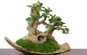 绿色观赏植物盆栽图片_6