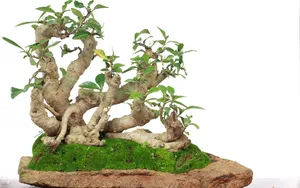 绿色观赏植物盆栽图片_7