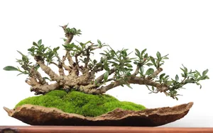 绿色观赏植物盆栽图片_8