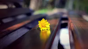 唯美文艺静物图片_6