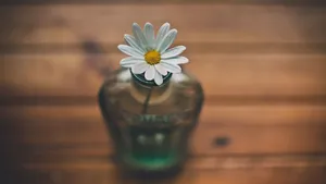 唯美文艺静物图片_7