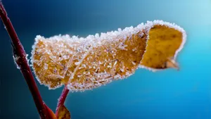 晶莹剔透的雪花图片_2