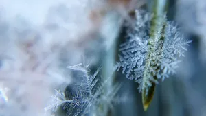 晶莹剔透的雪花图片_5