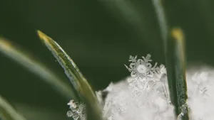 晶莹剔透的雪花图片_6
