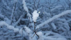 晶莹剔透的雪花图片_9