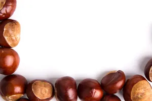 坚果栗子图片_3