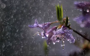 唯美雨中画面图片_5