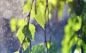 唯美雨中画面图片_6