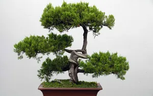 盆景图片_1