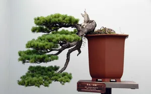 盆景图片_2