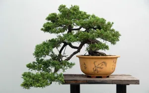 盆景图片_3