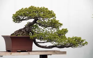 盆景图片_4