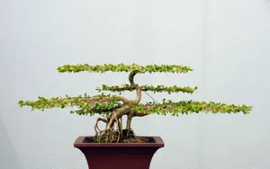 盆景图片_6