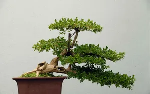 盆景图片_7