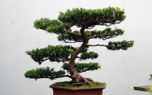 盆景图片_8