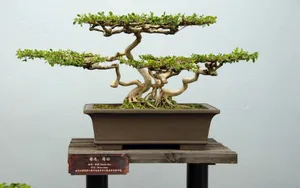 盆景图片_9