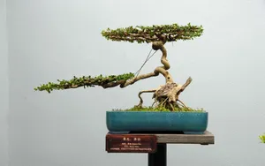 盆景图片_10